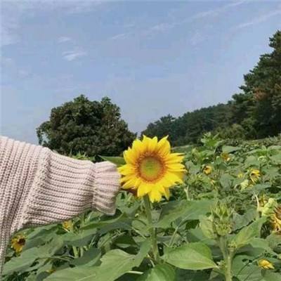 烈火遮天快用版下载