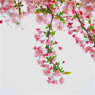 去飞吧中文版下载