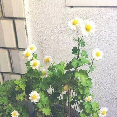 连线达人红包版下载
